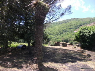iorato san Giacomo-26-05-2013 12-41-13